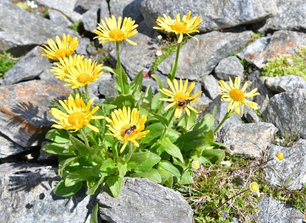 Pension Alpin Mandarfen Dış mekan fotoğraf